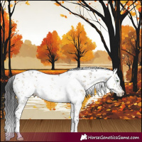 Horse Color:White Spotted Buckskin Dun Sabino 