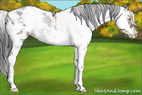 Horse Color:Brown Dun Sabino Brindle 