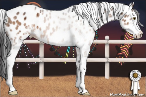 Horse Color:White Spotted Brown Dun Sabino Appaloosa Brindle 