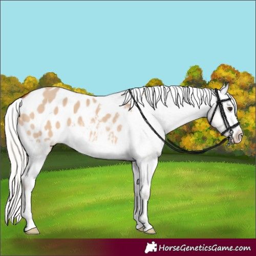 Horse Color:Silver Bay Dun Blanket 
