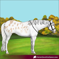 Horse Color:Silver Bay Dun Blanket 