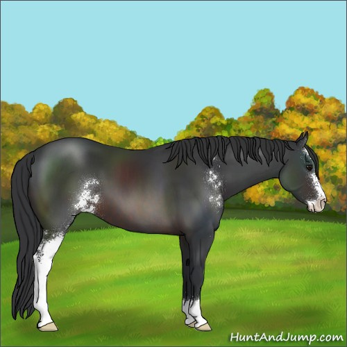 Horse Color:Brown Sabino 