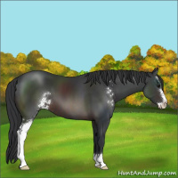 Horse Color:Brown Sabino 