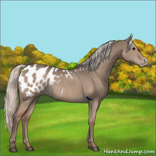 Horse Color:Silver Grullo Appaloosa Rabicano