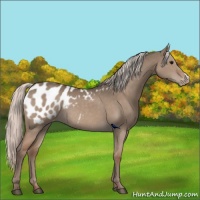 Horse Color:Silver Grullo Appaloosa Rabicano