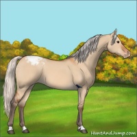 Horse Color:Silver Bay Dun Varnish 