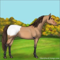 Horse Color:Bay Dun Appaloosa 