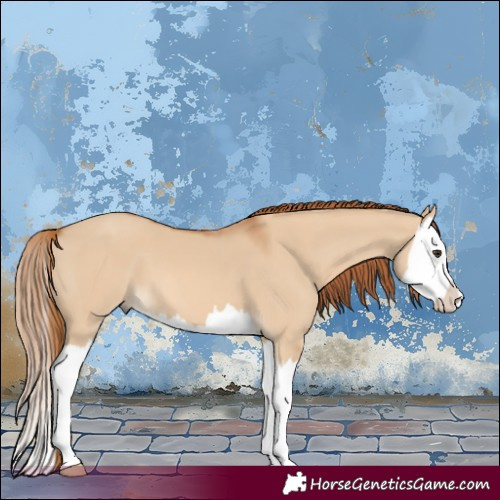 Horse Color:Red Dun Splash 