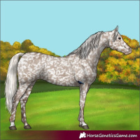 Horse Color:Silver Grullo Appaloosa Rabicano 
