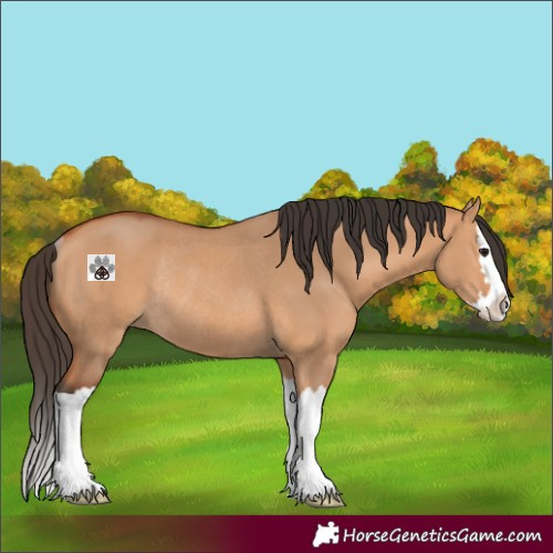 Horse Color:Bay Dun Splash Rabicano 
