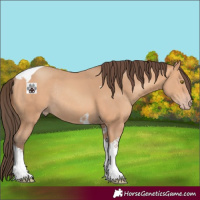 Horse Color:Amber Champagne Tobiano Rabicano