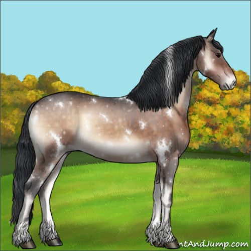 Horse Color:White Spotted Brown Onyx 