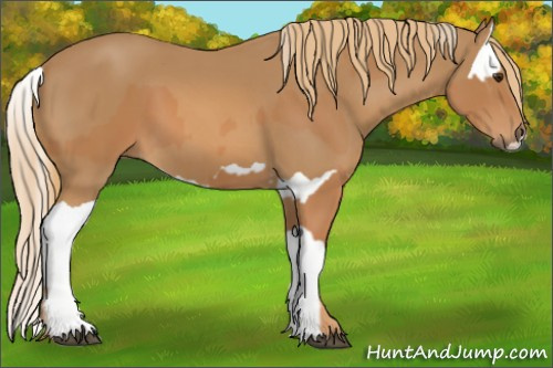 Horse Color:Chestnut  and Chestnut Splash 