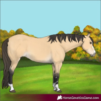 Horse Color:Buckskin 
