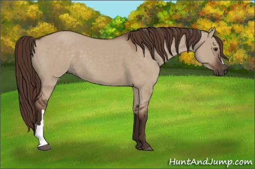 Horse Color:Liver Red Dun 