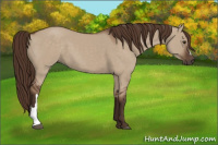 Horse Color:Liver Red Dun 