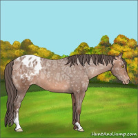 Horse Color:Sable Champagne Ice Sabino Appaloosa 