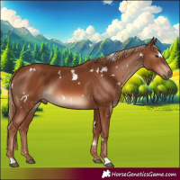 Horse Color:White Spotted Chestnut 