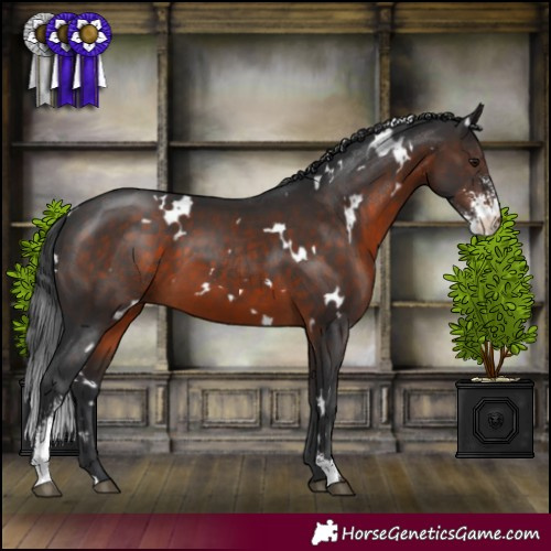 Horse Color:White Spotted Brown Sabino 