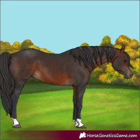 Horse Color:Brown 