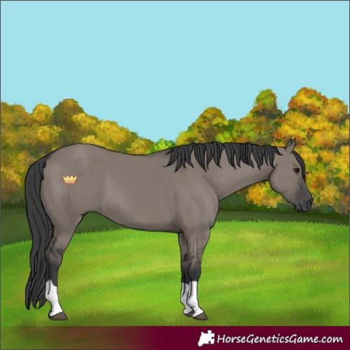 Horse Color:Grullo Tobiano