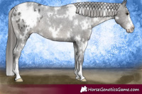 Horse Color:White Spotted Black Sabino Appaloosa Rabicano 