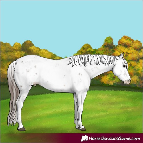 Horse Color:Liver Chestnut Sabino Rabicano 