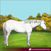Horse Color:Liver Chestnut Sabino Rabicano