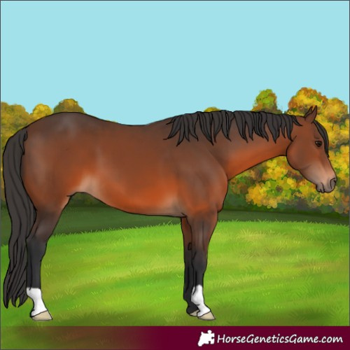 Horse Color:Brown 