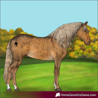 Horse Color:Chocolate Palomino Dun Brindle 