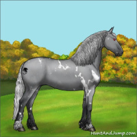 Horse Color:White Spotted Silver Grullo Chinchilla 