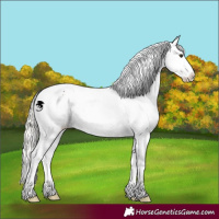 Horse Color:White Spotted Liver Chestnut Mushroom Appaloosa 