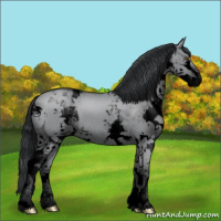 Horse Color:Void White Spotted Grullo Chinchilla Splash 