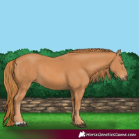 Horse Color:Chestnut 