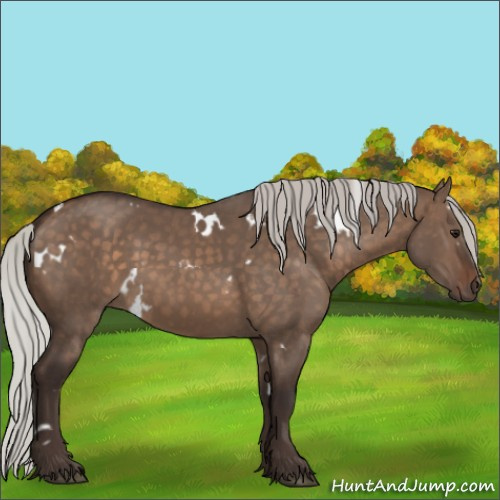 Horse Color:White Spotted Silver Brown Dun Rabicano 