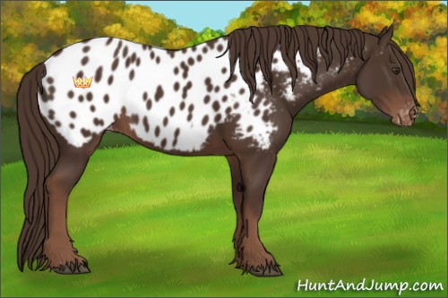 Horse Color:Liver Chestnut Appaloosa 