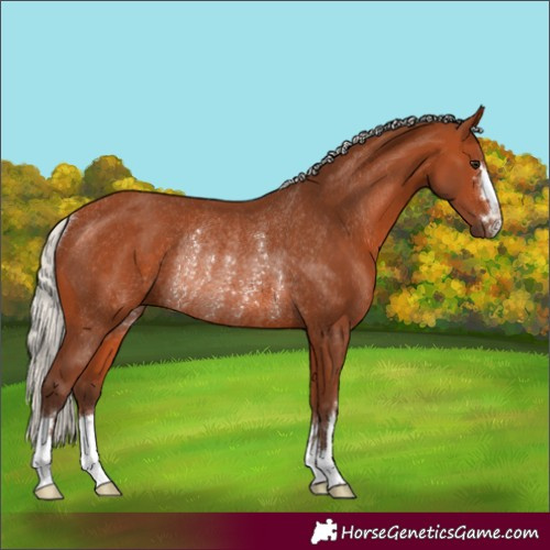 Horse Color:Silver Bay Rabicano 