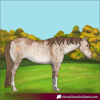 Horse Color:Grullo Pearl Sabino Tobiano Brindle 