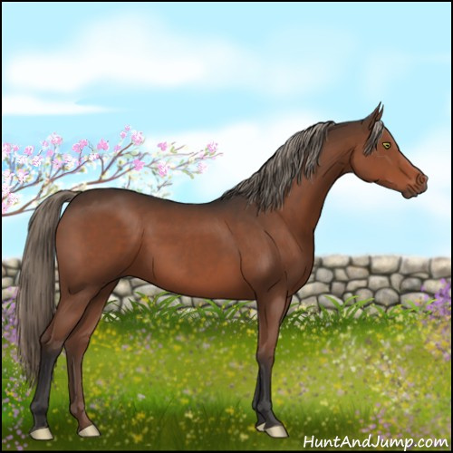 Horse Color:Liver Chestnut Mushroom 
