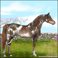 Horse Color:White Spotted Liver Chestnut Rabicano 