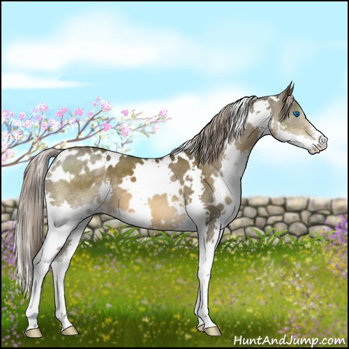 Horse Color:White Spotted Chocolate Palomino Splash 