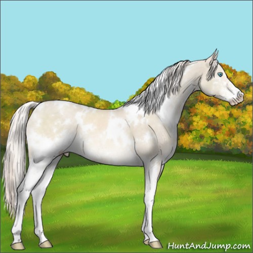 Horse Color:White Spotted Cremello Dun Mushroom Sabino Appaloosa 