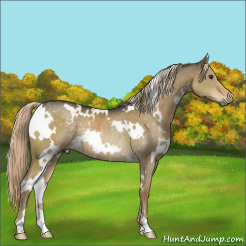 Horse Color:White Spotted Chocolate Palomino Dun Rabicano 