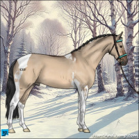 Horse Color:Brown Dun Tobiano 