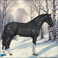 Horse Color:Black Tobiano 
