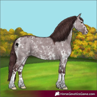 Horse Color:Chocolate Grullo Chinchilla Sabino 