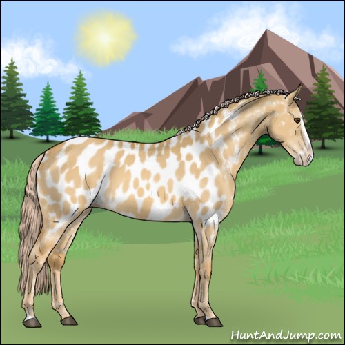 Horse Color:Chocolate Palomino Dun Splash Near Leopard 