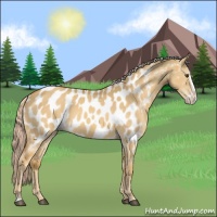 Horse Color:Chocolate Palomino Dun Splash Near Leopard 