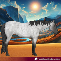 Horse Color:Blue Roan 