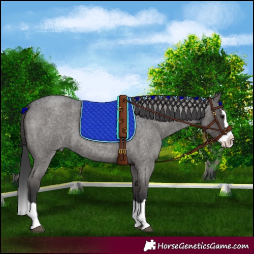 Horse Color:Grullo Roan Splash 